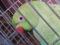 محمد المدني