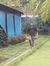 Avinash...