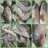 إبراهيم ثامر