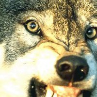 مصعب السرحاني