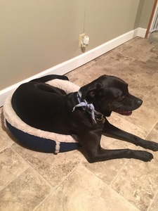 Adrian