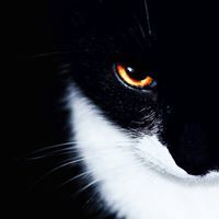 สามเณร เตรียมพุทธศาสตร์