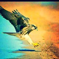 فريد ابوتركي