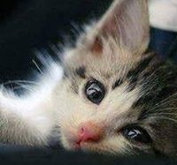 عبير المعداوي