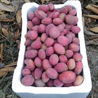 ناصر الغافري