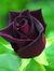 May Thu