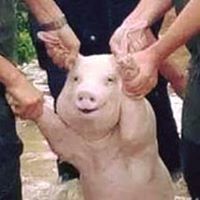 Sơn Nguyễn Hoàng