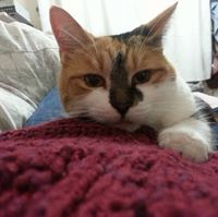 Ms Clair Chamberlain