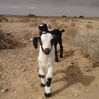 مصطفى دهوار