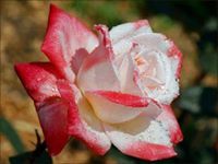 Dawlat Ahmed