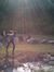 Sohan G...