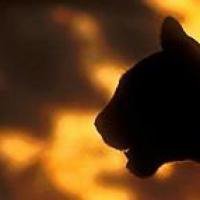 Cougar