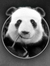 Jake Panda