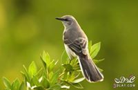 فاطمة الراجي