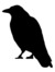 Corvus