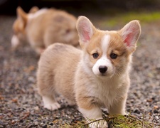 puppylove