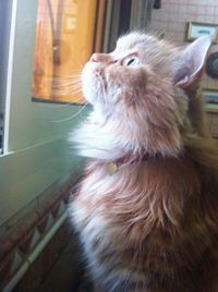 عائشة النويمي