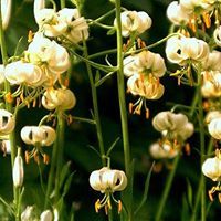 الرقراق جماع