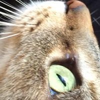 Alexandra Jajcayová