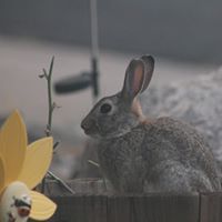 Melissa Pimple-Wright