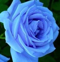 فاطمة دوحان