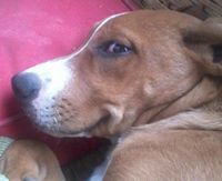 Dylan-Beth Clements-Mosley