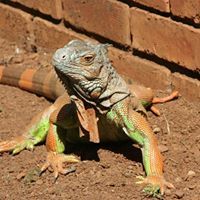 Magda Van Vollenstee