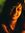 Aditi C...
