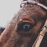 السوسنة السوداء