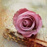 نسيم العودة