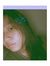 You Ie