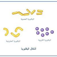 شعبة الأحياء