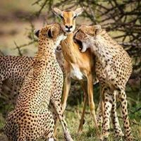 محمد عبدالرحيم