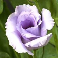 زهرة السوسن