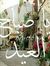 Ahmed Adly