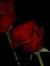 Alexand...