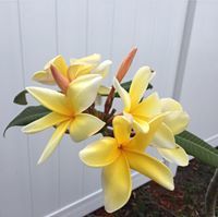 Debra Barrows Durant