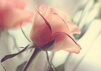Majdolinee Almahrooq