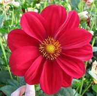 محمود عبدالحميد