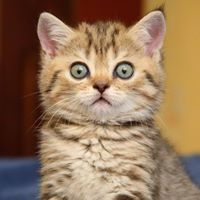 Вадим Чечеринда