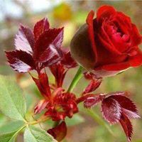 عبدالله السعوده