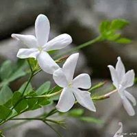 رضاء ماردنلي