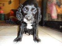 Fabian Atúncar Zavala