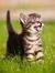 Cat Yau