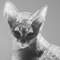 Жабаа Ганхуяг