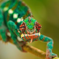 ฐาปน' พงษ์