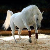 عبدالله باوزير