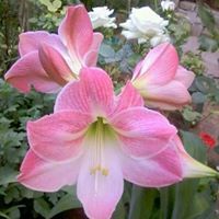 ميساء حنبظلي