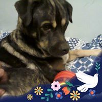 Sandra Crompton Castres