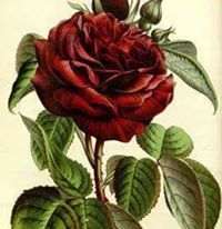 أكرم أبو حسن